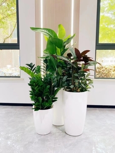 宁波植物租赁服务好